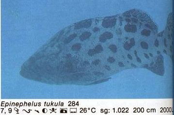 Epinephelus tukula